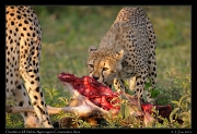  Cheetahs dining, Ndutu, Ngorongoro Conservation Area � J. Zinn