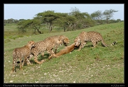  Young cheetahs learning to kill a young Wildebeest,  Ndutu, Ngorongoro Conservation Area � J. Zinn