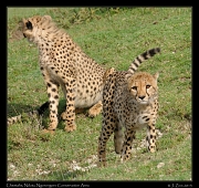  Cheetahs,  Ndutu, Ngorongoro Conservation Area � J. Zinn