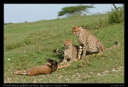  Young cheetahs learning to kill a young Wildebeest,  Ndutu, Ngorongoro Conservation Area � J. Zinn