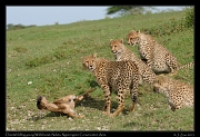  Young cheetahs learning to kill a young Wildebeest,  Ndutu, Ngorongoro Conservation Area � J. Zinn