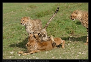 Young cheetahs learning to kill a young Wildebeest,  Ndutu, Ngorongoro Conservation Area � J. Zinn