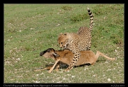  Young cheetahs learning to kill a young Wildebeest,  Ndutu, Ngorongoro Conservation Area � J. Zinn