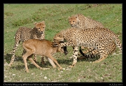  Young cheetahs learning to kill a young Wildebeest,  Ndutu, Ngorongoro Conservation Area � J. Zinn