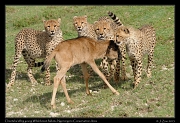 Young cheetahs learning to kill a young Wildebeest,  Ndutu, Ngorongoro Conservation Area � J. Zinn