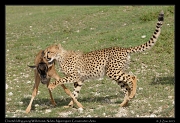  Young cheetahs learning to kill a young Wildebeest,  Ndutu, Ngorongoro Conservation Area � J. Zinn