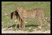  Young cheetahs learning to kill a young Wildebeest,  Ndutu, Ngorongoro Conservation Area � J. Zinn