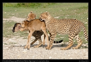  Young cheetahs learning to kill a young Wildebeest,  Ndutu, Ngorongoro Conservation Area � J. Zinn