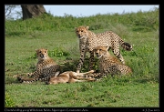  Young cheetahs learning to kill a young Wildebeest,  Ndutu, Ngorongoro Conservation Area � J. Zinn