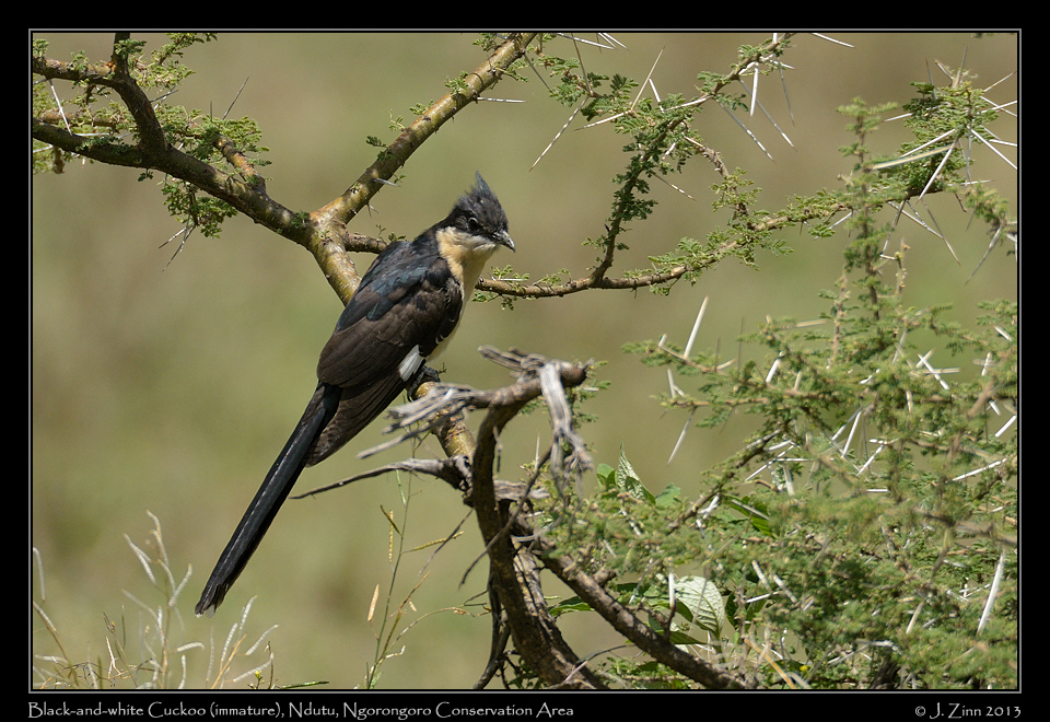 black_and_white_cuckoo_7925a