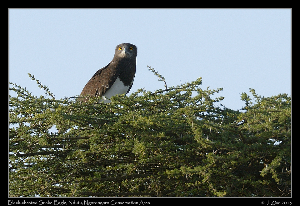 black_chested_snake_eagle_8210a