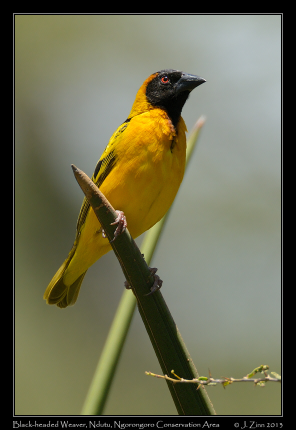 black_headed_weaver_8023a