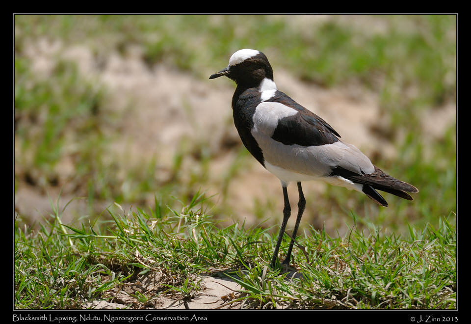 blacksmith_lapwing_2252a