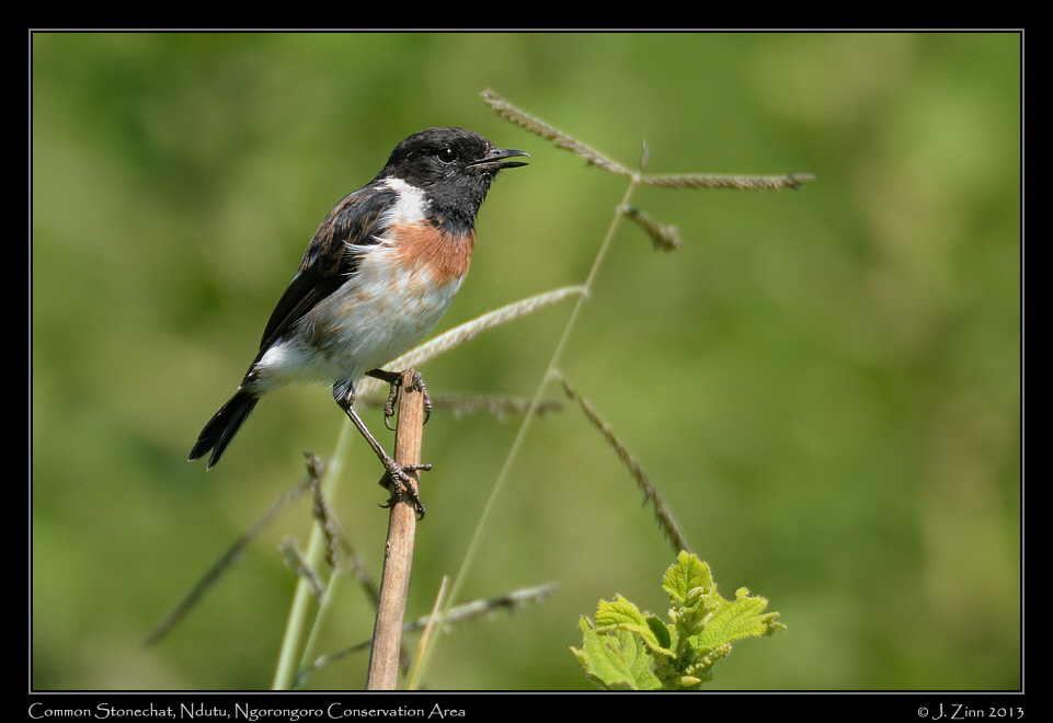 common_stonechat_7023a