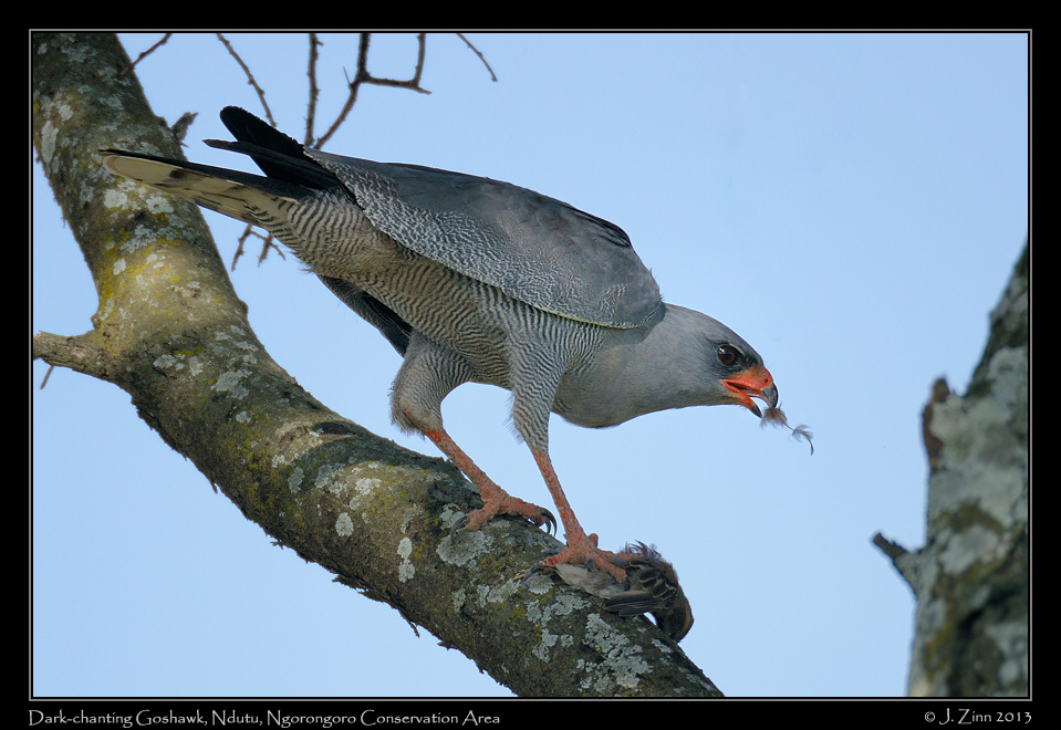 dark_chanting_goshawk_8114b