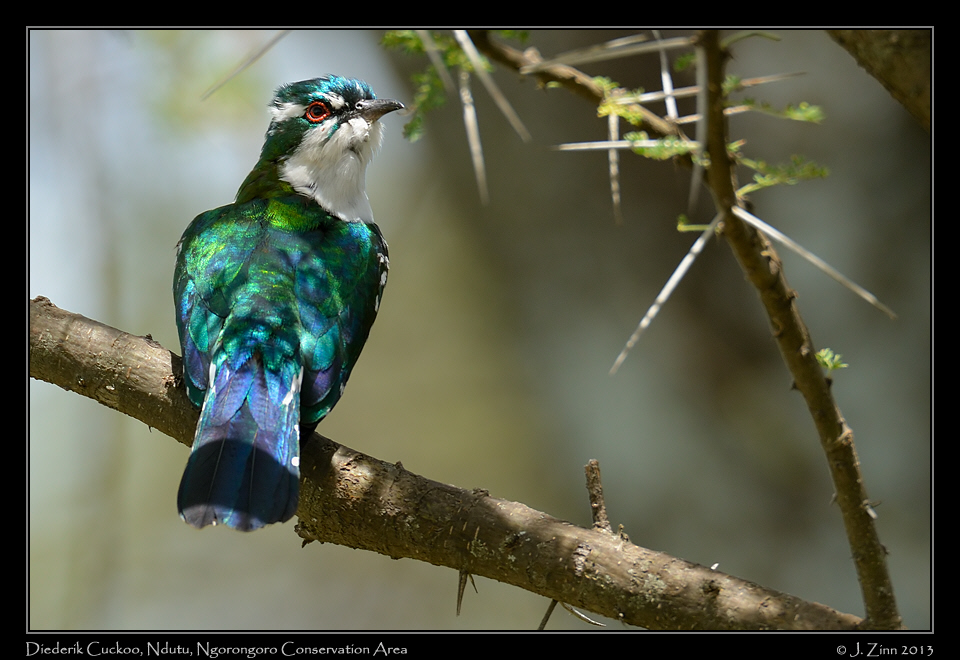 deiderik_cuckoo_8690b