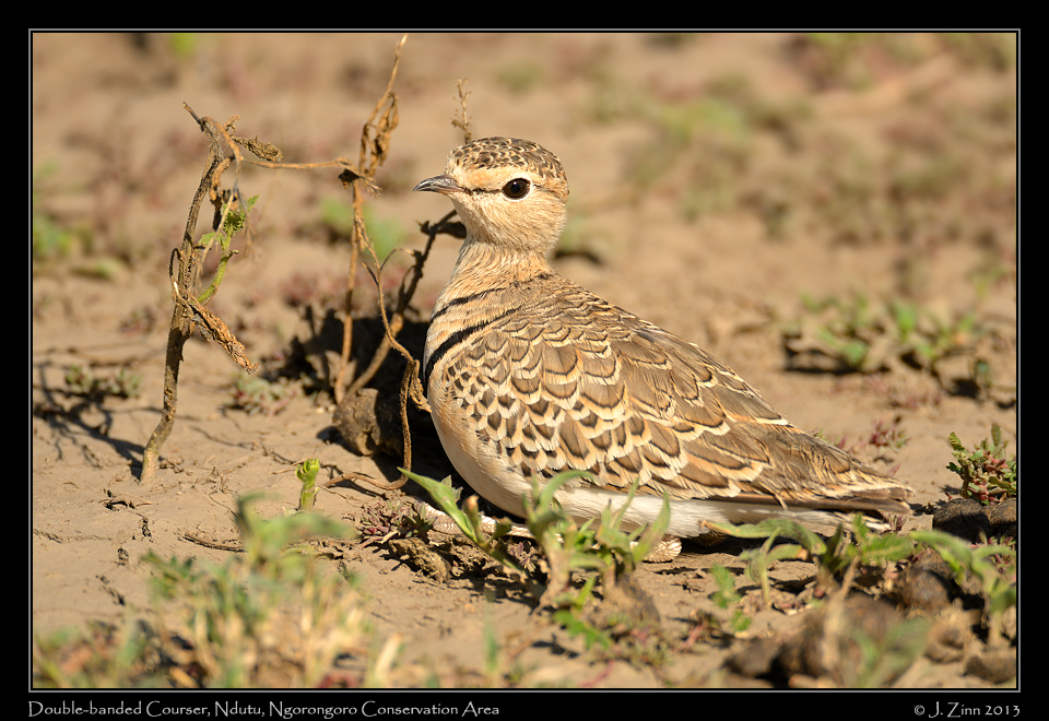 double_banded_courser_7116aw