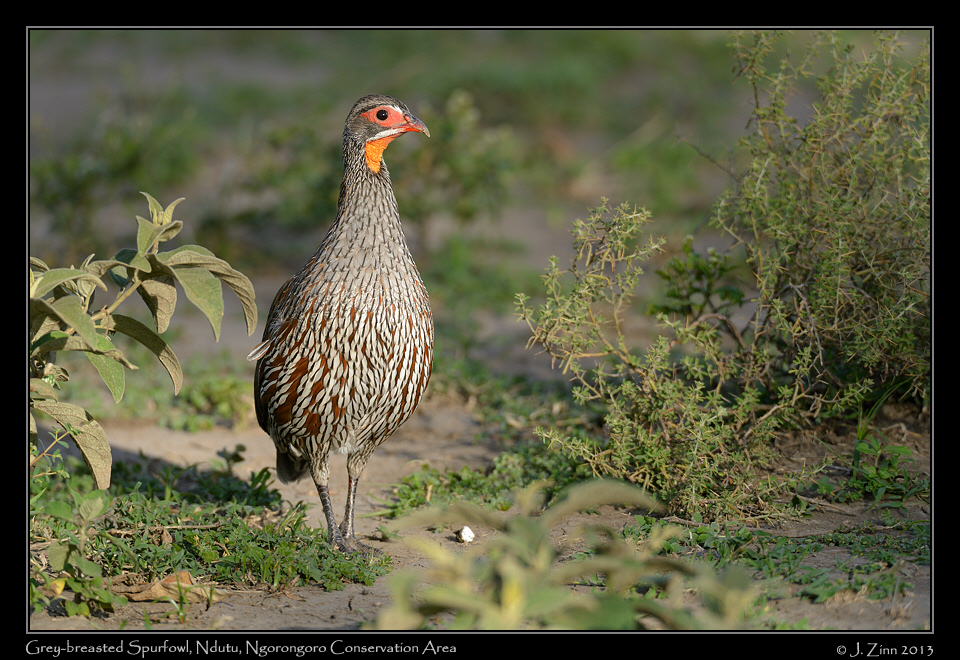 grey_breasted_spurfowl_8174a