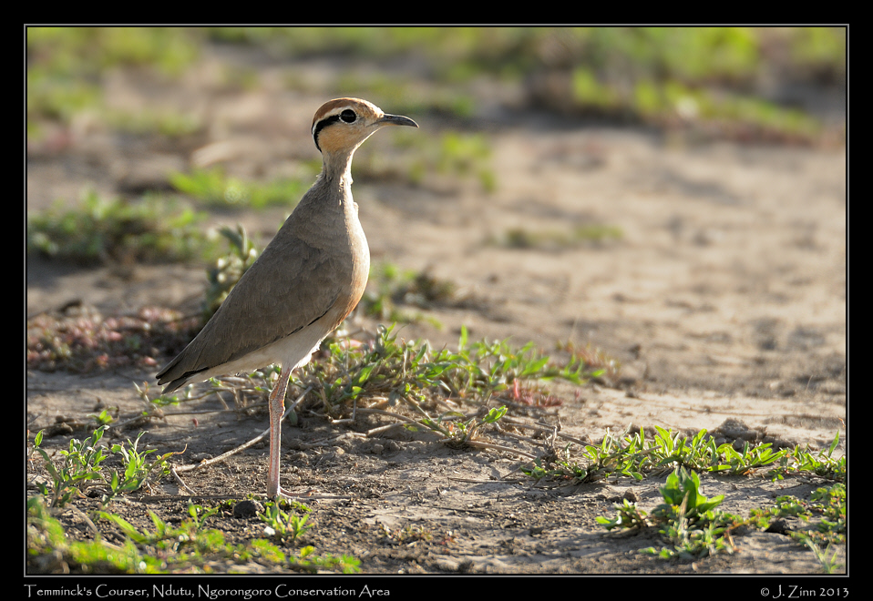 grey_breasted_spurfowl_8185a