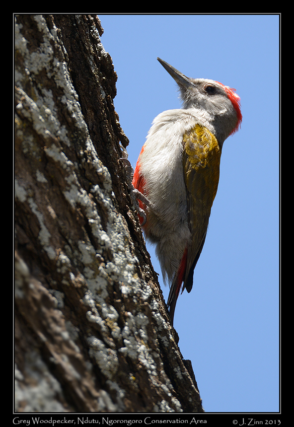 grey_woodpecker_8070a