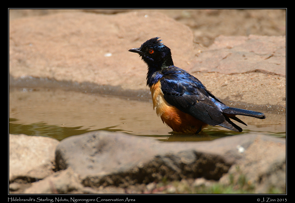 hildebrandts_starling_8013a