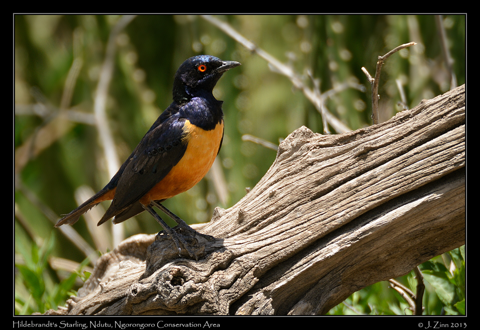 hildebrandts_starling_8020b
