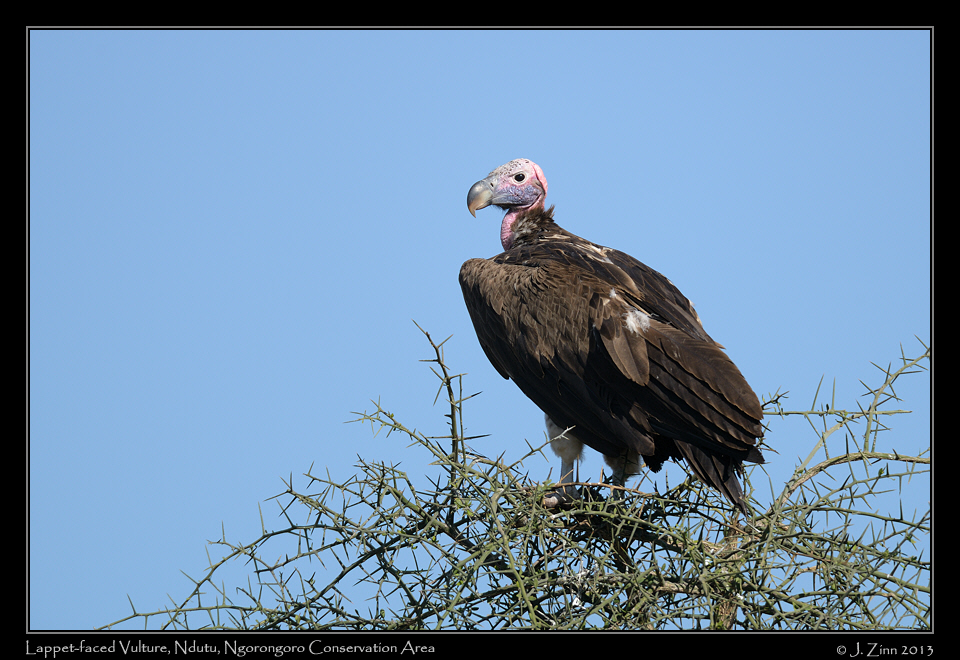 lappet_faced_vulture_7129a