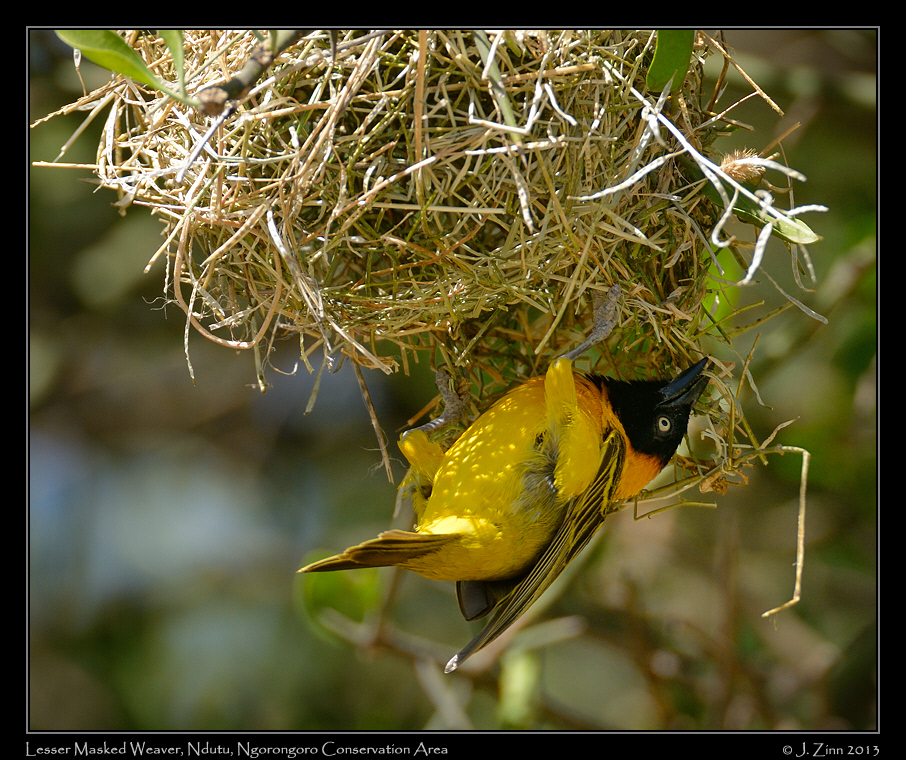 lesser_masked_weaver_8073b