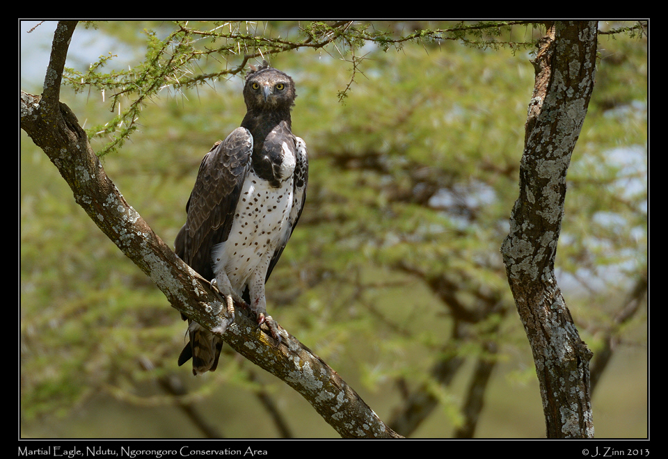 martial_eagle_7944a