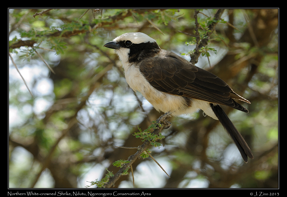 northern_white_crowned_shrike_2012a