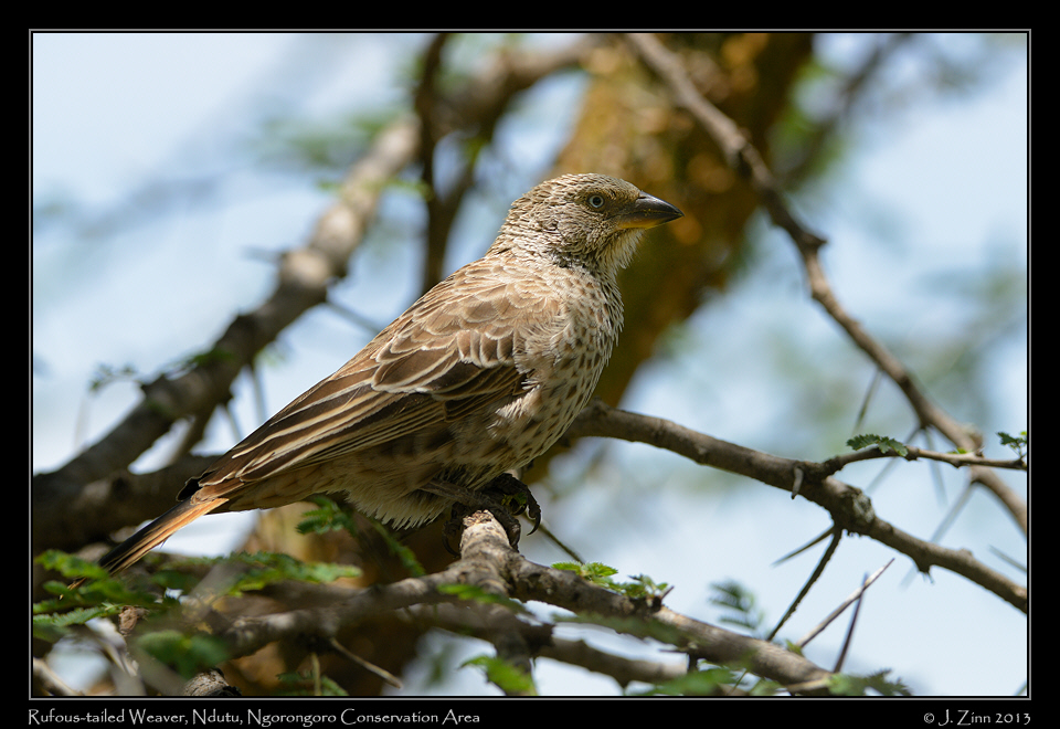rufous_tailed_weaver_7981a