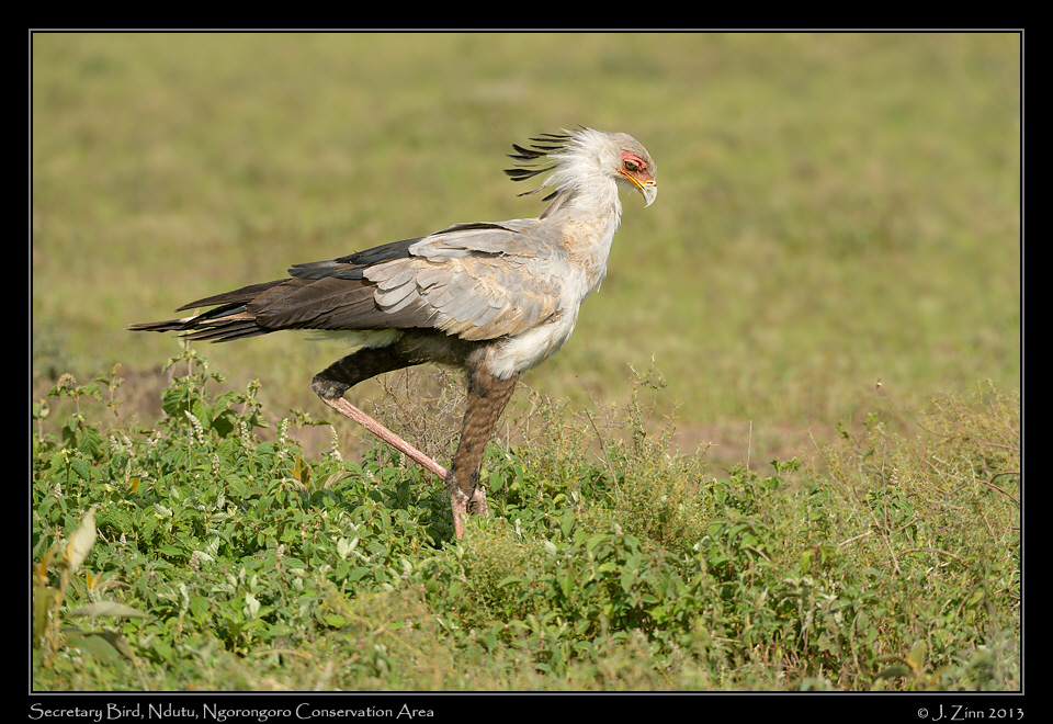 secretary_bird_7730aw