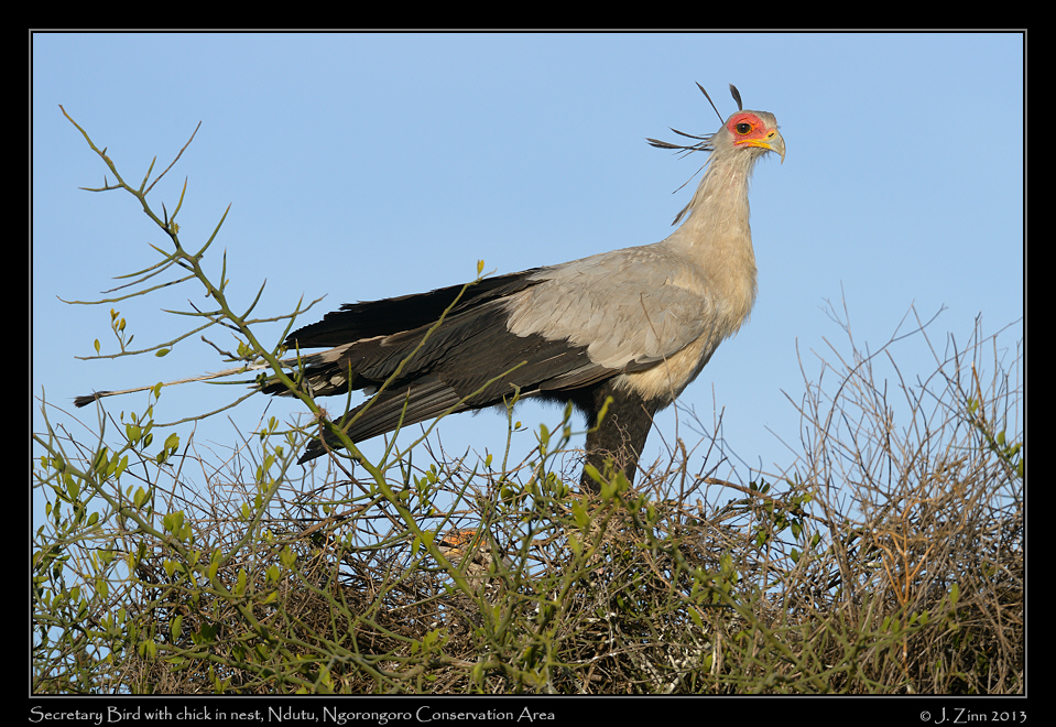 secretary_bird_8208a