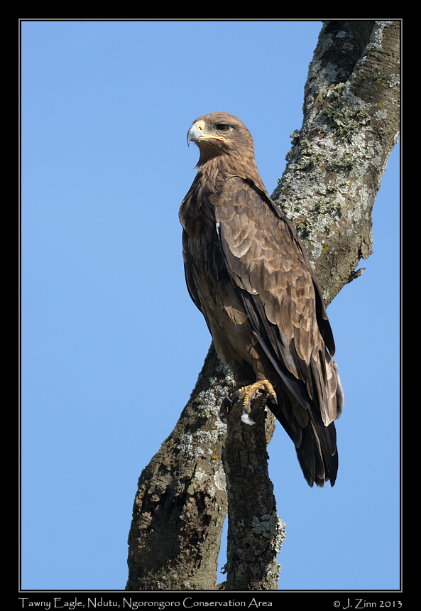 tawny_eagle_8094a