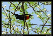  Beautiful Sunbird, Ndutu, Ngorongoro Conservation Area � J. Zinn
