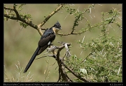  Black-and-white Cuckoo (immature), Ndutu, Ngorongoro Conservation Area � J. Zinn