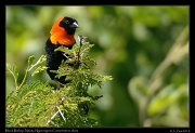  Black Bishop, Ndutu, Ngorongoro Conservation Area � J. Zinn
