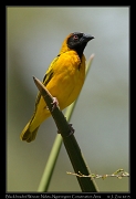  Black-headed Weaver, Ndutu, Ngorongoro Conservation Area � J. Zinn