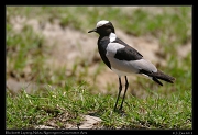  Blacksmith Lapwing, Ndutu, Ngorongoro Conservation Area � J. Zinn
