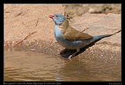  Blue-capped Cordon-bleu, Ndutu, Ngorongoro Conservation Area � J. Zinn