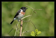  Common Stonechat, Ndutu, Ngorongoro Conservation Area � J. Zinn