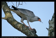  Dark-chanting Goshawk, Ndutu, Ngorongoro Conservation Area � J. Zinn