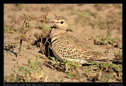  Double-banded Courser, Ndutu, Ngorongoro Conservation Area � J. Zinn