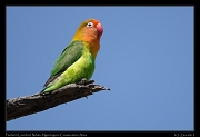  Fischer's Lovebird, Ndutu, Ngorongoro Conservation Area � J. Zinn