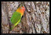  Fischer's Lovebird, Ndutu, Ngorongoro Conservation Area � J. Zinn