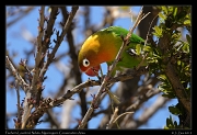  Fischer's Lovebird, Ndutu, Ngorongoro Conservation Area � J. Zinn