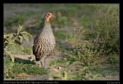  Grey-breasted Spurfowl, Ndutu, Ngorongoro Conservation Area � J. Zinn
