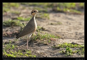  Temminck's Courser, Ndutu, Ngorongoro Conservation Area � J. Zinn