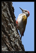  Grey Woodpecker, Ndutu, Ngorongoro Conservation Area � J. Zinn