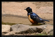  Hildebrandt's Starling, Ndutu, Ngorongoro Conservation Area � J. Zinn